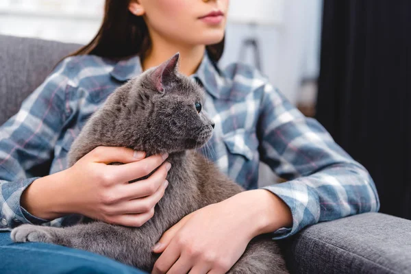 Обрезанный снимок женщины, сидящей на диване и гладящей британскую короткую кошку — стоковое фото