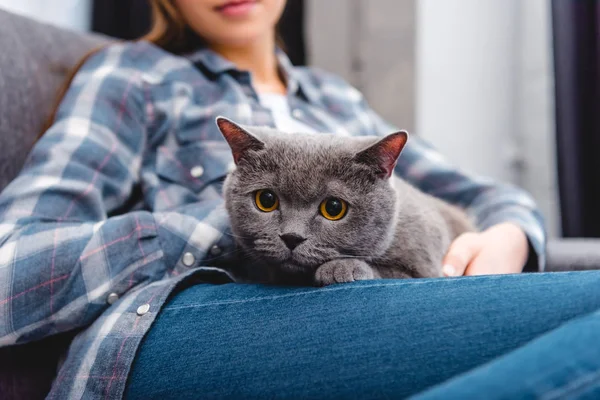 Cropped shot of beautiful british shorthair cat lying with girl on couch — Stock Photo