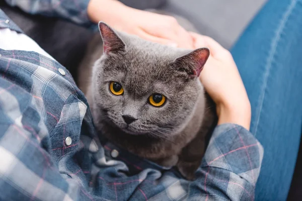 Cropped shot of woman sitting on sofa with beautiful british shorthair cat — Stock Photo