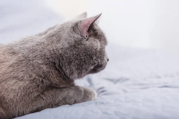 Primer plano vista de lindo gris británico taquigrafía gato en cama - foto de stock