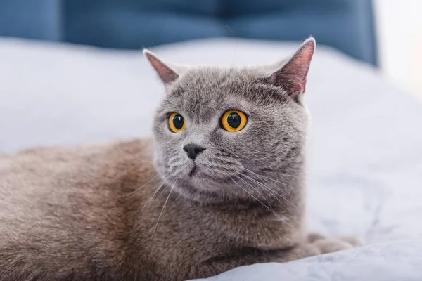 Close-up vista de belo cinza britânico shorthair gato na cama — Fotografia de Stock