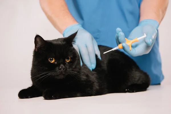 Vista ritagliata del veterinario rendendo la procedura di microchip al gatto nero isolato su grigio — Foto stock