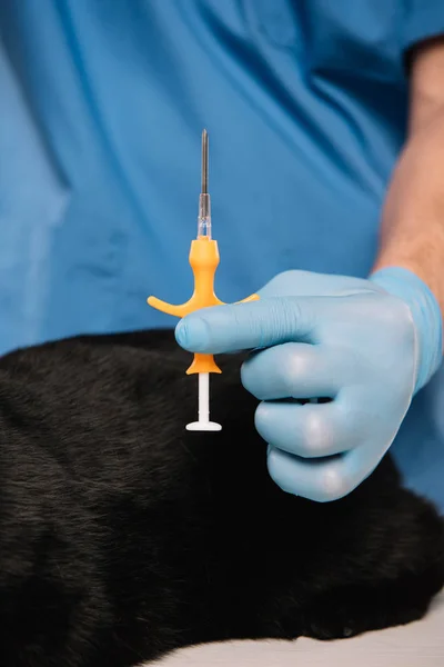 Fuoco selettivo della siringa in mano del veterinario in guanto di lattice prima della procedura di microscheggiatura — Foto stock