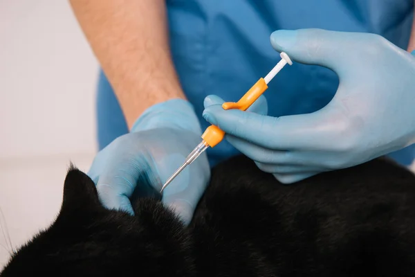 Vista recortada del veterinario sosteniendo gato negro en guantes de látex y haciendo procedimiento de microastillado - foto de stock