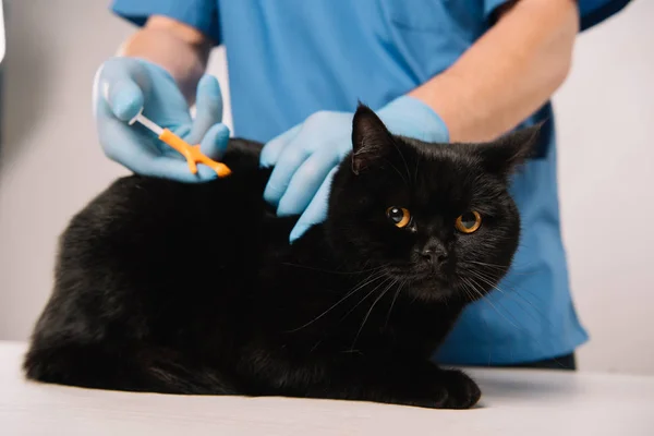 Vista ritagliata del veterinario rendendo procedura microchip al gatto nero su sfondo grigio — Foto stock