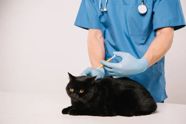 Vista cortada do veterinário de pé com estetoscópio e fazendo microchip para gato preto em fundo cinza — Fotografia de Stock