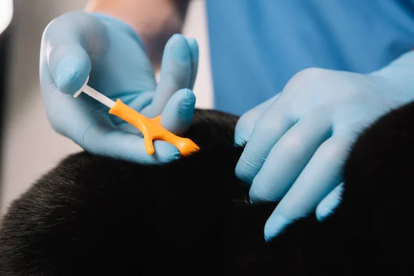 Vista recortada del veterinario sosteniendo piel de gato negro en guantes de látex y haciendo procedimiento de microastillado - foto de stock