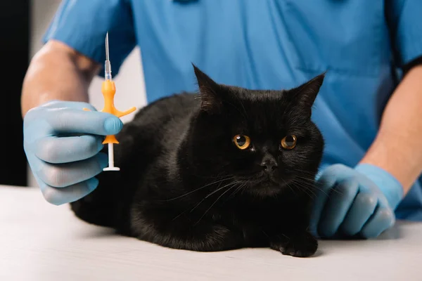 Selektiver Fokus der Spritze in der Hand des Tierarztes in der Nähe der schwarzen Katze vor dem Microchipping-Verfahren — Stockfoto