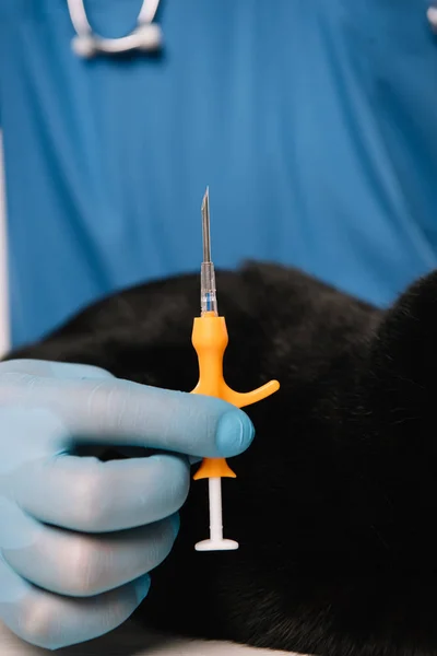 Fuoco selettivo della siringa in mano del veterinario in guanto di lattice prima della procedura di microscheggiatura — Foto stock
