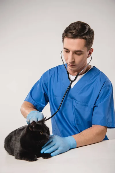 Veterinario centrado examinando gato negro sobre fondo gris - foto de stock