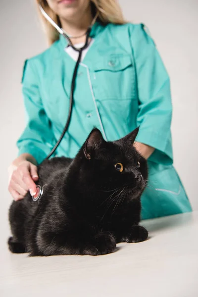 Enfoque selectivo del gato negro en la mesa durante el examen aislado en gris - foto de stock