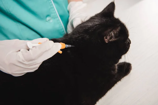 Visão cortada de veterinário fêmea em luvas de látex microchipping gato preto — Fotografia de Stock