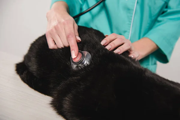Vista recortada de veterinario femenino examinando gato negro en la mesa - foto de stock