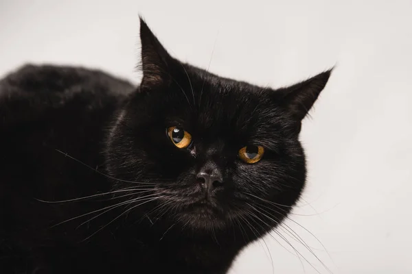 Nahaufnahme einer flauschigen schwarzen Katze isoliert auf grau — Stockfoto