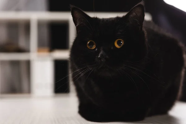 Gato peludo oscuro sentado en la mesa — Stock Photo