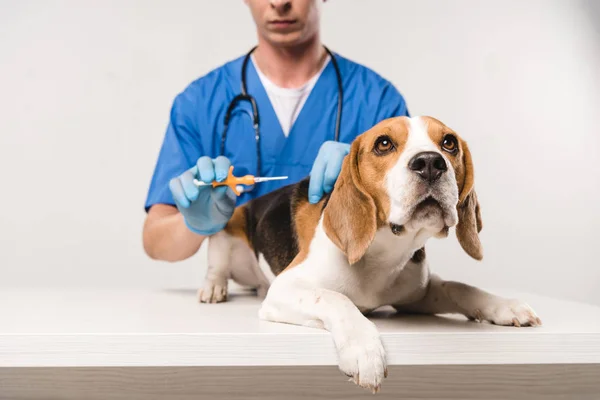 Vista parcial del veterinario en la jeringa de sujeción de abrigo azul para perro beagle microchipping - foto de stock