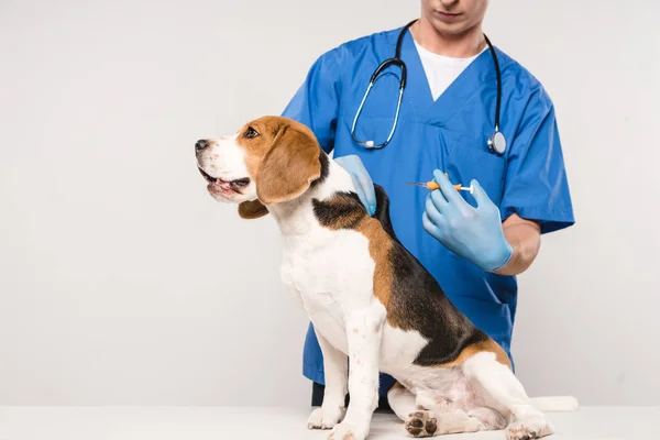 Vista recortada de la jeringa de sujeción veterinaria para perro beagle microchip sobre fondo gris - foto de stock