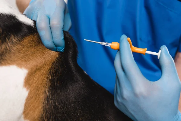 Vista de cerca del veterinario en guantes de látex con jeringa para perros beagle microchipping - foto de stock