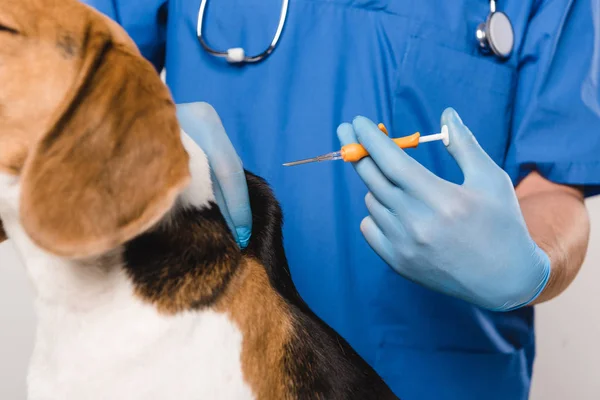 Close up of veterinarian in blue coat holding syringe for microchipping beagle dog — Stock Photo