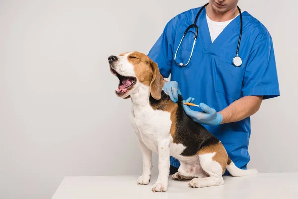 Partial view of veterinarian microchipping beagle dog with syringe isolated on grey — Stock Photo