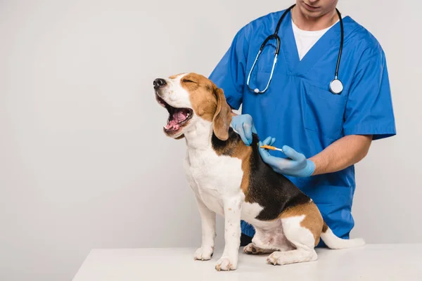 Vue partielle du chien aigle à micropuces vétérinaire avec seringue isolé sur gris — Photo de stock