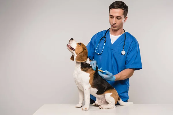 Ветеринарная микрочипирующая собака с шприцем, изолированная на сером — стоковое фото