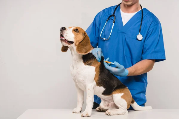 Vista recortada del perro veterinario microchipping beagle con jeringa aislada en gris - foto de stock