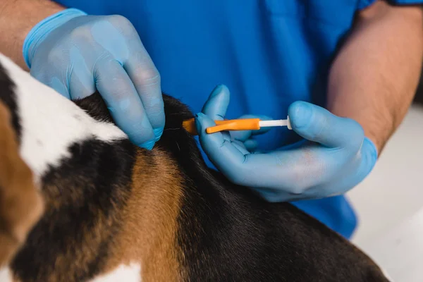 Close up of veterinarian microchipping beagle dog with syringe — Stock Photo
