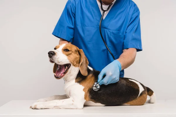 Vista parcial del veterinario en la capa azul examinando perro beagle con estetoscopio aislado en gris - foto de stock