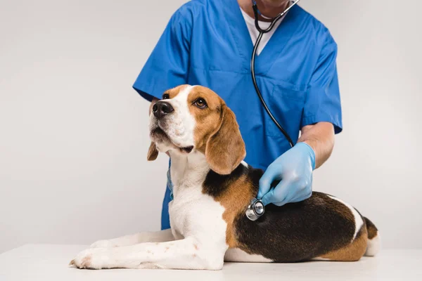 Обрезанный вид ветеринара, осматривающего собаку со стетоскопом, изолированного на сером — стоковое фото
