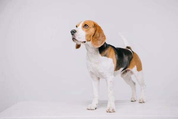 Bonito beagle cão de pé na mesa no fundo cinza — Fotografia de Stock