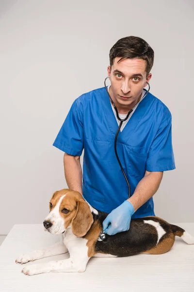 Veterinario mirando a la cámara y examinando perro beagle con estetoscopio sobre fondo gris - foto de stock