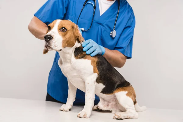 Vista parcial del veterinario en estetoscopio examinando beagle perro aislado en gris - foto de stock