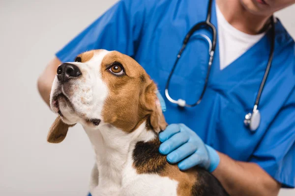 Обрезанный вид ветеринара, осматривающего собаку, изолированную на серой — стоковое фото