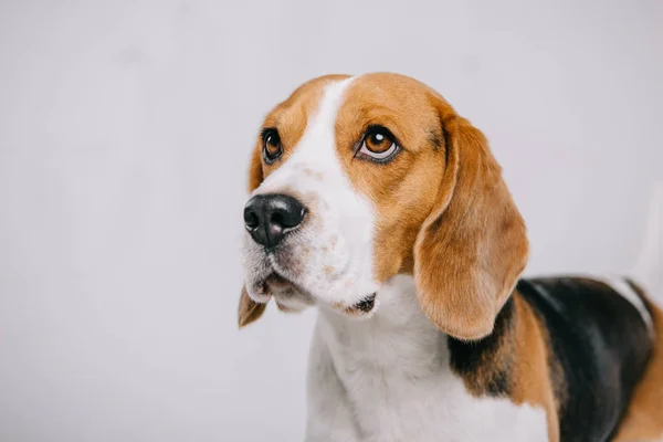 Adorable perro beagle pura raza aislado en gris - foto de stock
