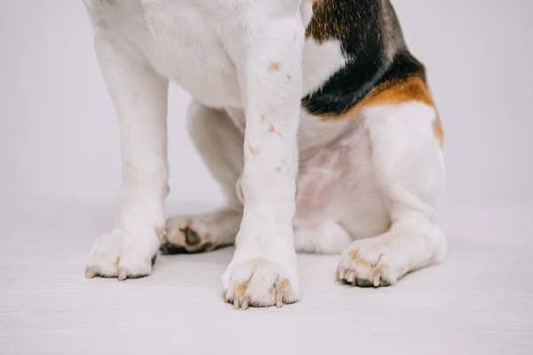 Cute paws of beagle dog isolated on grey — Stock Photo