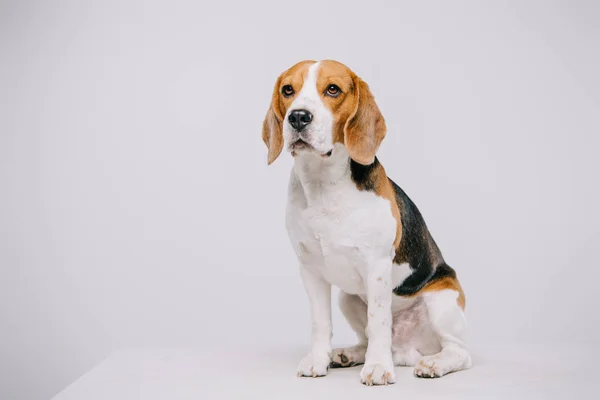 Niedlicher Beagle-Hund sitzt auf Tisch auf grauem Hintergrund — Stockfoto