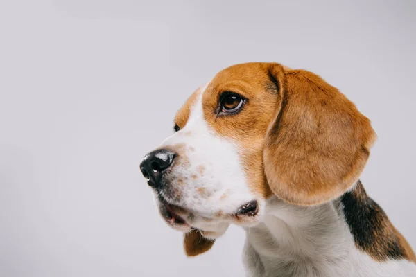 Tête de chien beagle de race sur fond gris — Photo de stock