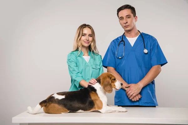 Homem bonito perto de veterinário atraente com cão beagle no fundo cinza — Fotografia de Stock