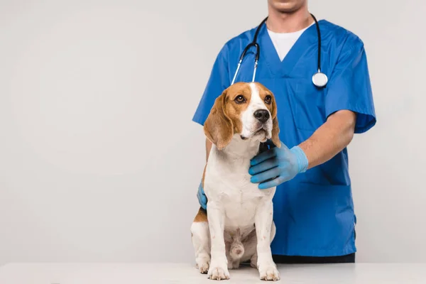 Обрезанный вид ветеринара со стетоскопом и собакой, изолированной на сером — стоковое фото