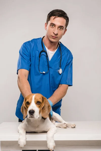 Красивый ветеринар в синем пальто с собакой, изолированной на сером — стоковое фото