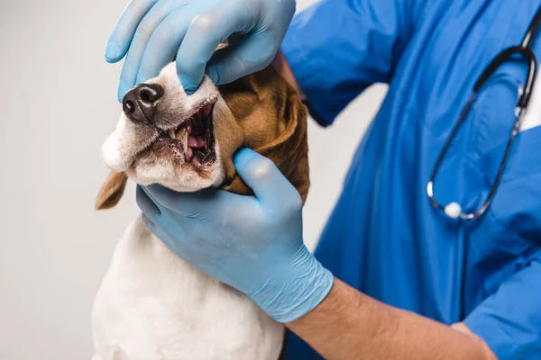 Close up de veterinário em luvas de látex examinando mandíbulas de cão beagle isolado em cinza — Fotografia de Stock