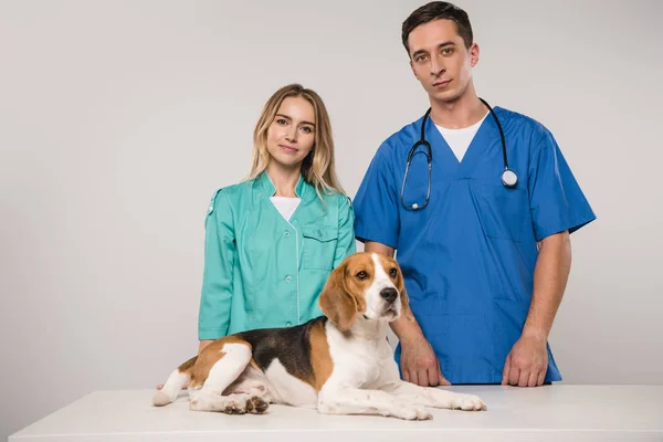 Tierärzte stehen mit Beagle-Hund isoliert auf grau — Stockfoto