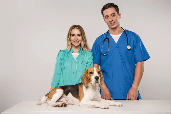 Male and female veterinarians standing with beagle dog on grey background — Stock Photo