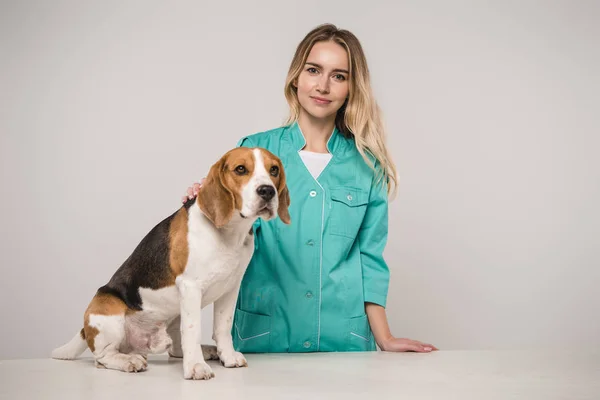 Veterinario examinando perro beagle sobre fondo gris - foto de stock