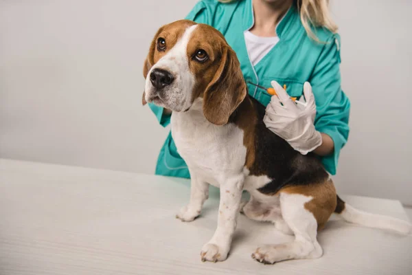 Cropped view of female veterinarian holding syringe for microchipping beagle dog on grey background — Stock Photo