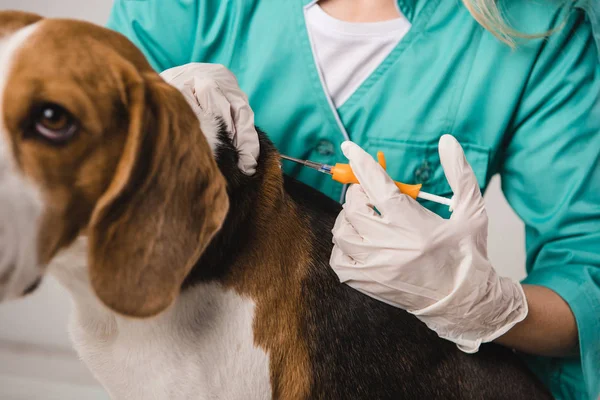 Ausgeschnittene Ansicht des Tierarztes hält Spritze für mikrochippenden Beagle-Hund — Stockfoto