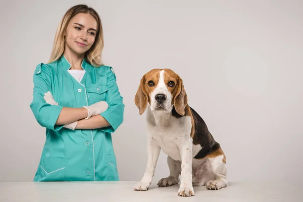 Atractivo veterinario con brazos cruzados cerca de perro beagle sobre fondo gris - foto de stock