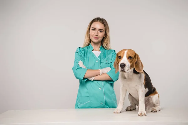 Ветеринар, стоящая со скрещенными руками рядом с собакой на сером фоне — стоковое фото
