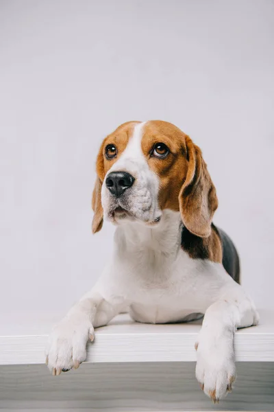 Cute purebred beagle dog lying on table isolated on grey — Stock Photo